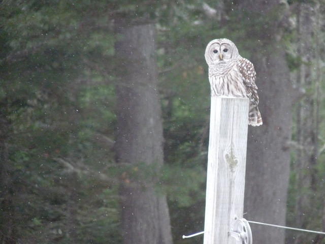 Barred Owl
