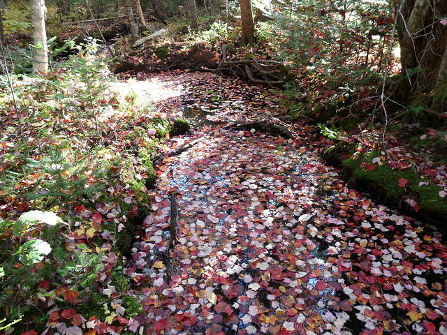 Leaves hide a Brook