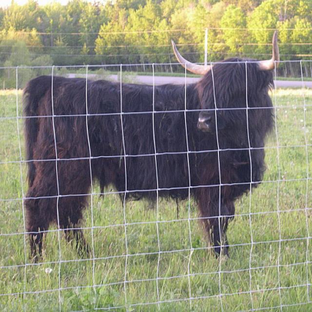 Highland Steer