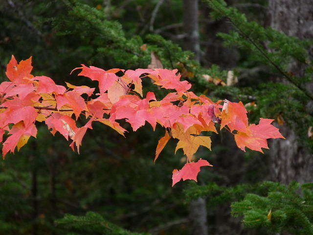 Maple Tree Hanging On