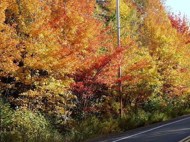 Fall along Six Mile Road